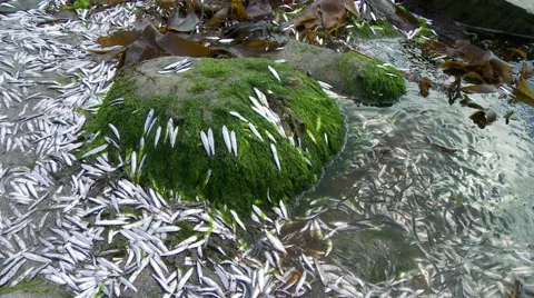 Dead fish zoom in Stock Footage 49118718