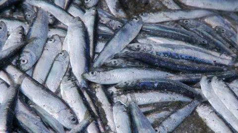 Dead fish zoom out Stock Footage 49118712