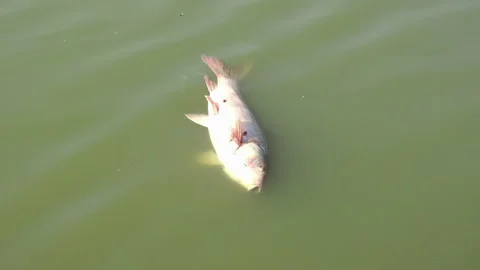 Dead fisht 스톡 동영상 290179522