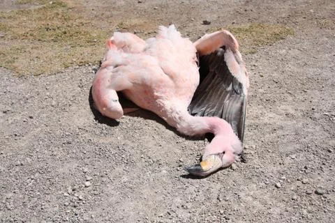 Dead flamingo Foto stock
