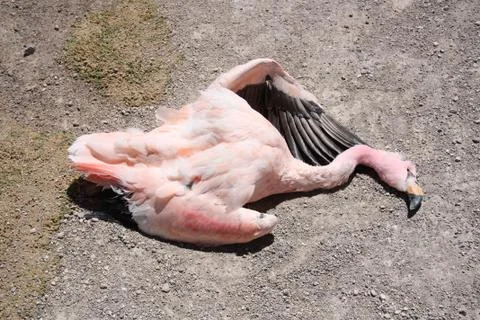 Dead flamingo Stock Photos