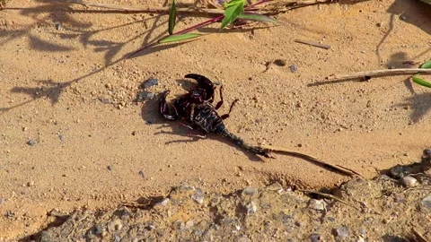 Dead flat black scorpion with ants on the street Thailand. Stock Footage 301637856