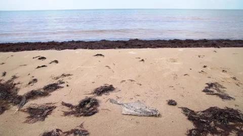 Dead flatfish on the sand at the sea shore. Water pollution, environmental Stock Footage 154138643