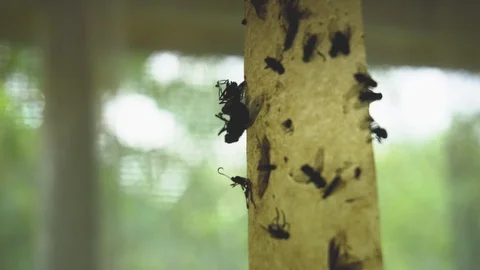 Dead flies are trapped on sticky tape for catching insects against the window. Stock Footage 112894570