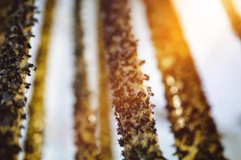 Dead flies on the flypaper Foto stock