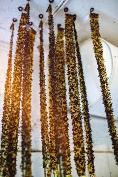 Dead flies on the flypaper Stock Photos