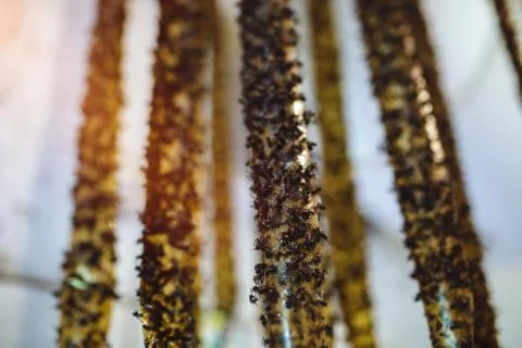 Dead flies on the flypaper Stock Photos
