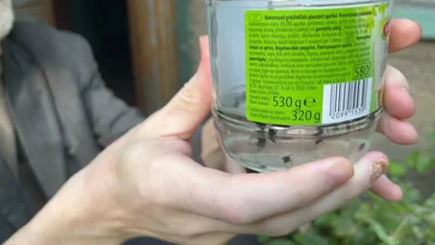 Dead flies Stock Footage 203124913