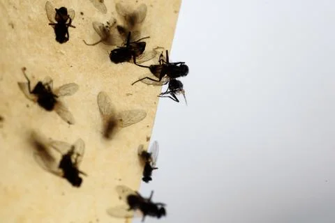Dead flies stuck to a insect trap hanging from the ceiling with a grey white  Stock Photos