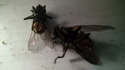 Dead Flies on a Surface – Macro Detail Shot Stock Footage 165395807