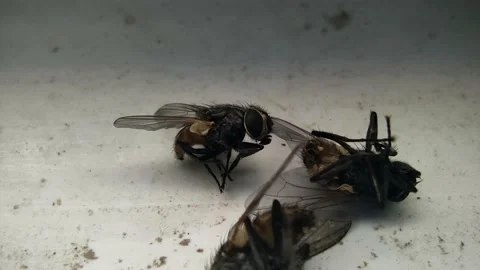 Dead Flies on a Surface – Macro Detail Shot Stock Footage 165395927