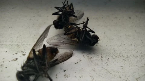 Dead Flies on a Surface – Macro Detail Shot Stock Footage 165396034