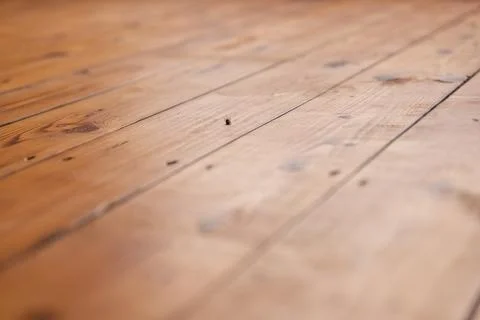 Dead flies surrounded by ants. Stock Photos