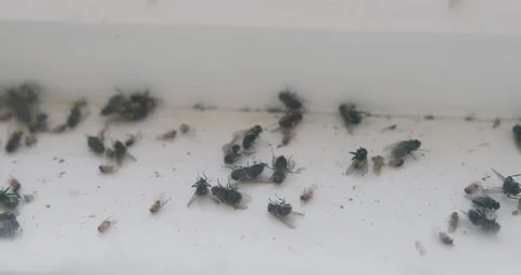 Dead flies on the windowsill. An eerie sight. Stock Footage 167105888
