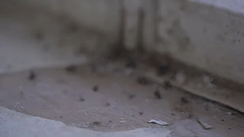 Dead flies on the windowsill Stock Footage 73010002