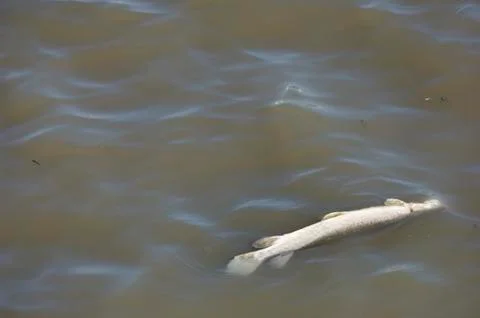 Dead floating fish poor bad water quality Stock Photos