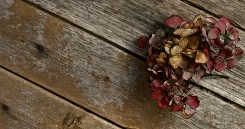 Dead flower on board Video stock 84712816