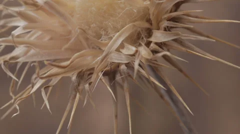 Dead Flower Brown Drought Global Warming Stock Footage 33723721