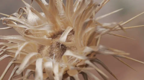 Dead Flower Brown Drought Global Warming #3 Stock Footage 33725049