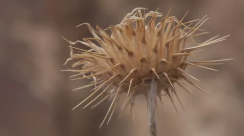 Dead Flower Brown Drought Global Warming #2 Stock Footage 33726456