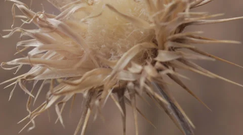 Dead Flower Brown Drought Global Warming #4 Stock Footage 33726732