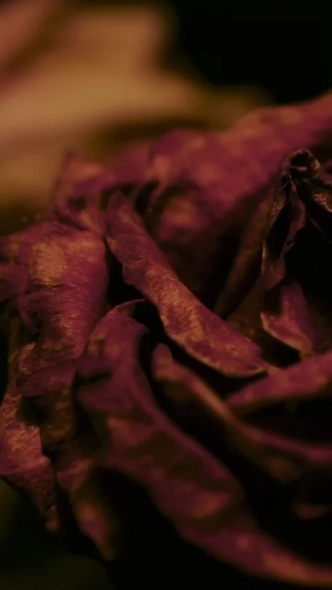 Dead Flower Close-Up Stock Footage 201966520