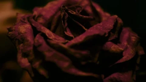 Dead Flower Details Stock Footage 201966539