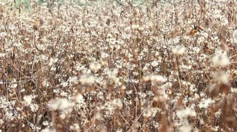 Dead flower Stock Footage 20469127