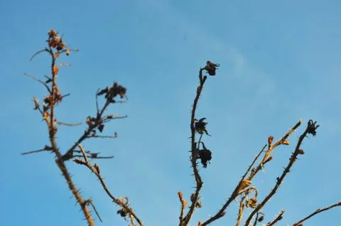 Dead flower heads amongst sharp spikes on a bush. Stock Photos