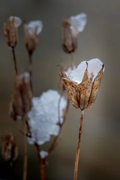 Dead flower in the ice Stock Photos