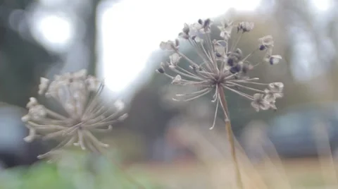 Dead Flower Leaves Nice Skeleton Stock Footage 50445185