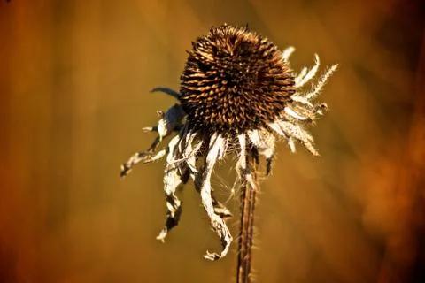 Dead flower Stock Photos