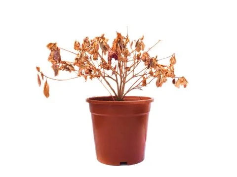 Dead flower Stock Photos
