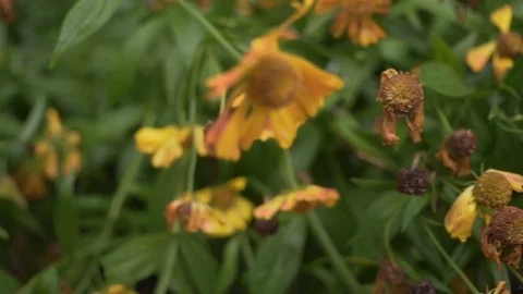 Dead flower plant close up HD stock footage. gimbal Stock Footage