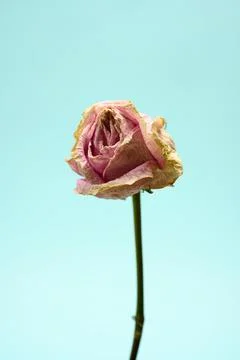 Dead Flower on Solid Background Fotos de archivo