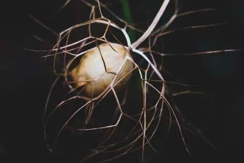 Dead flower with twigs Stock Photos