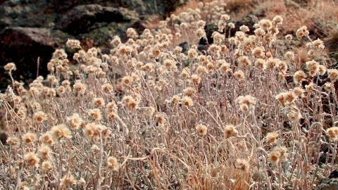 Dead flowers in fall on top of cliff Summit Steens Mountain Near malheur Stock Footage 82001425