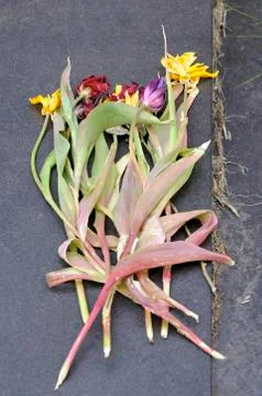 Dead flowers Stock Photos