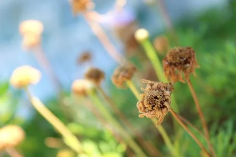 Dead Flowers Фото