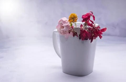 Dead flowers Stock Photos