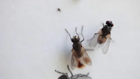 Dead fly and alive fly stuck on adhesive fly paper; Extreme close-up   Stock Footage 81656666