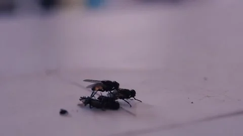 A dead fly and a live fly. Stock Footage 252128520