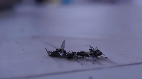 A dead fly and a live fly. Stock Footage 252128544