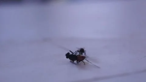 A dead fly and a live fly. Stock Footage 252128558