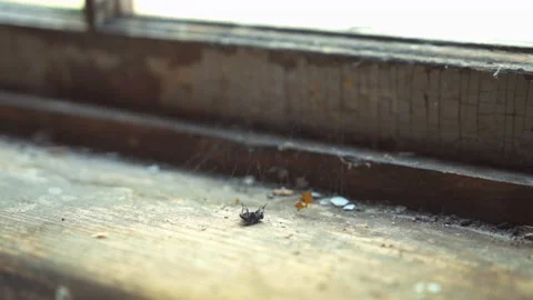 Dead fly on is back beside spider web on window sill / Shallow depth of field Stock Footage 130884629