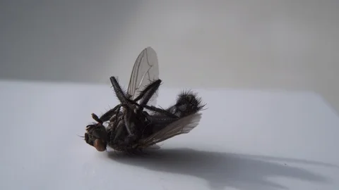 Dead Fly Closeup Insect Pest Entomology Insecticide Housefly Stock-Footage 124910526