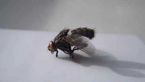 Dead Fly Closeup Insect Pest Entomology Insecticide Housefly 스톡 동영상 124910578