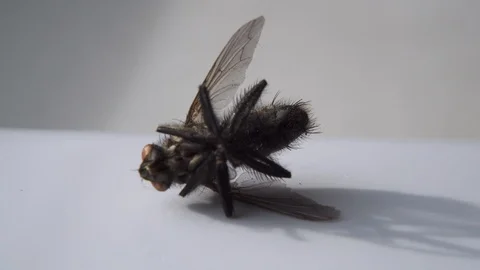 Dead Fly Closeup Insect Pest Entomology Insecticide Housefly Stock-Footage 124910734