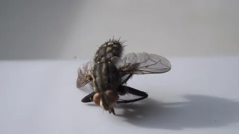 Dead Fly Closeup Insect Pest Entomology Insecticide Housefly Stock-Footage 124910756