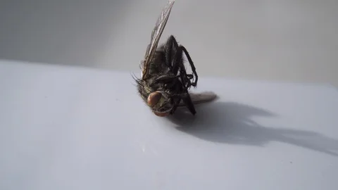 Dead Fly Closeup Insect Pest Entomology Insecticide Housefly 스톡 동영상 124911066